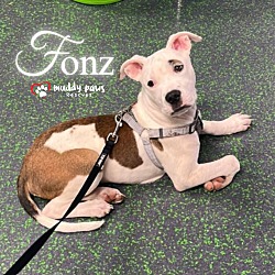 Thumbnail photo of Fonz (Survivors Litter) #2