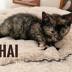 Photo of Chai