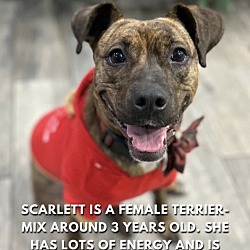 Thumbnail photo of Scarlett #3