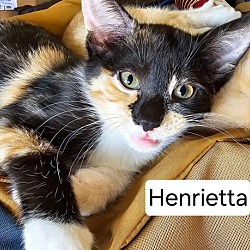 Photo of Henrietta 4339