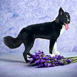 Photo of LOLLY  ONE YEAR BORDER COLLIE