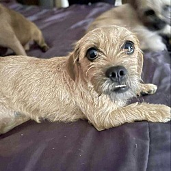 Thumbnail photo of Terrier Mix puppies #1