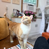 adopt a pet