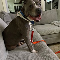 adopt a pet
