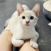 adopt a pet