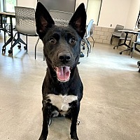 adopt a pet