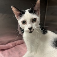 adopt-pet
