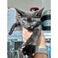 adopt-pet
