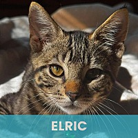 ELRIC - Domestic Shorthair available for adoption