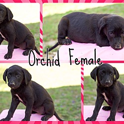Thumbnail photo of Orchid (Pom-dc) #3
