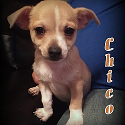 Thumbnail photo of Chico #1