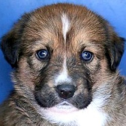 Thumbnail photo of NUTMEG(OUR "SPICE" PUPPY!! #1