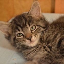 Thumbnail photo of Figaro YOUNG MALE #2