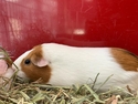 Adopt a Pet :: LEXI - Methuen, MA -  Guinea Pig