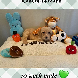 Photo of GIOVANNI 10 WEEK TERRIER