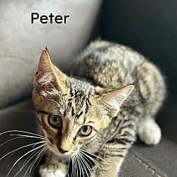 Photo of PETER