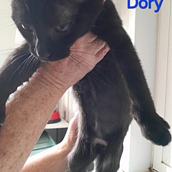 Thumbnail photo of Dory #3