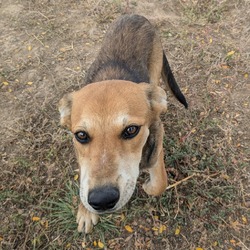 Thumbnail photo of Vivian - Loving and Playful! Dog friendly! #4