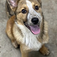 adopt a pet