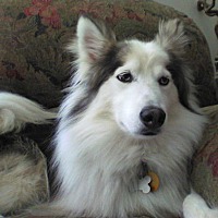 adopt-pet