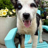 adopt a pet