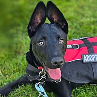 adopt a pet