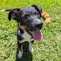 adopt a pet