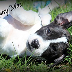 Thumbnail photo of Daisy Mae~adopted! #1
