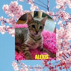 Thumbnail photo of Alexis #3