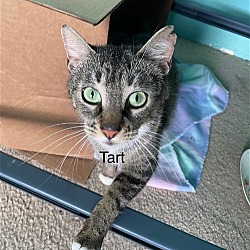 Photo of Tart - $60