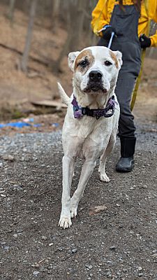 Pottsville, PA - Akita/American Pit Bull Terrier. Meet Violet a Pet for