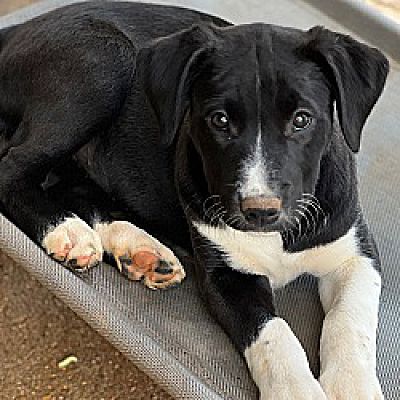 Chicago, IL - Border Collie/Black Mouth Cur. Meet Candy a Pet for ...