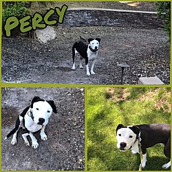 Thumbnail photo of Percy #3