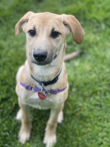 Photo of Lilly - AVAILABLE