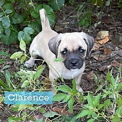 Thumbnail photo of Clarence #1