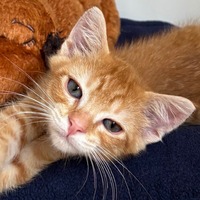 adopt-pet