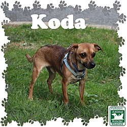 Thumbnail photo of Koda #2