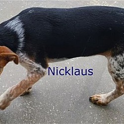 Photo of Niklaus