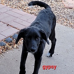 Photo of Gypsy
