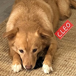Thumbnail photo of Cleo #1