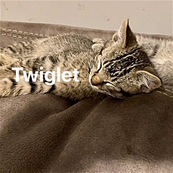 Thumbnail photo of *Twiglet (M) #4