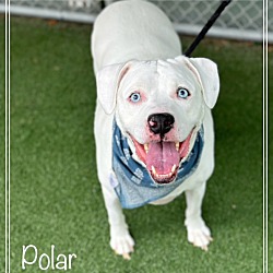 Photo of POLAR