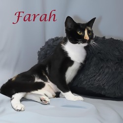 Thumbnail photo of Farah C24-244 #2