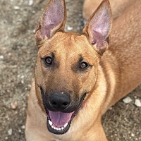 adopt a pet