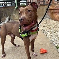 adopt a pet