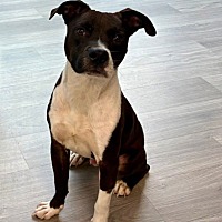 adopt a pet