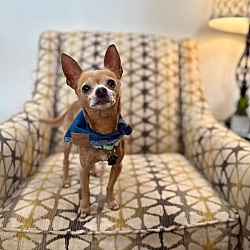 Bellingham, WA - Chihuahua. Meet Mighty Mouse Your Tiny Super Hero a ...