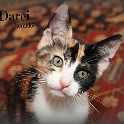 Thumbnail photo of Darci #4