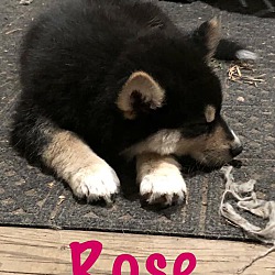 Thumbnail photo of Rose #2