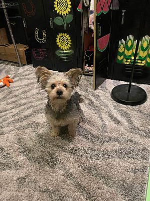 tesori dell' Caroline BB1452JMAT Yorkie Yorkshire Terrier